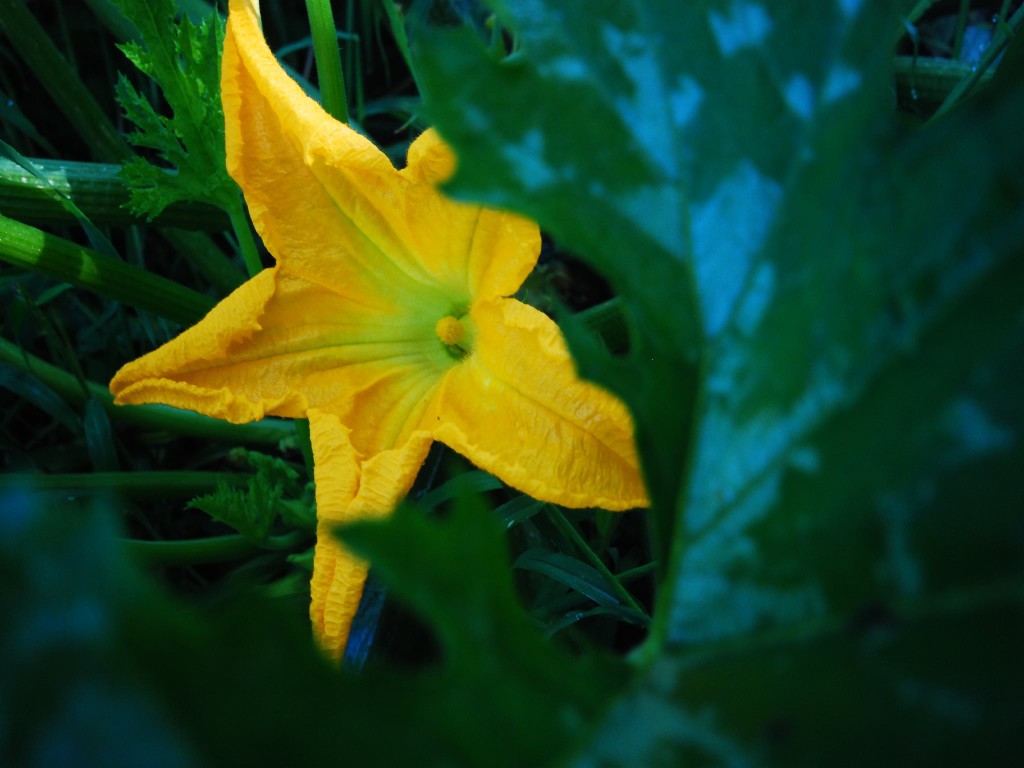 Agricoltura - Fiori di Zucca BIO