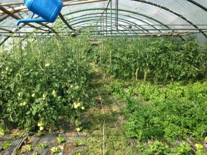 Agricoltura - Interno Serra...