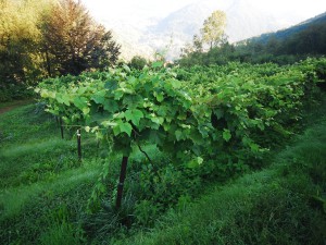 Agricoltura - La Nostra Vigna