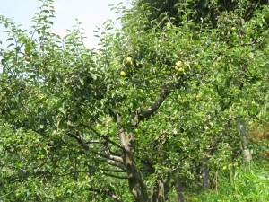 Agricoltura - Mele di Montagna