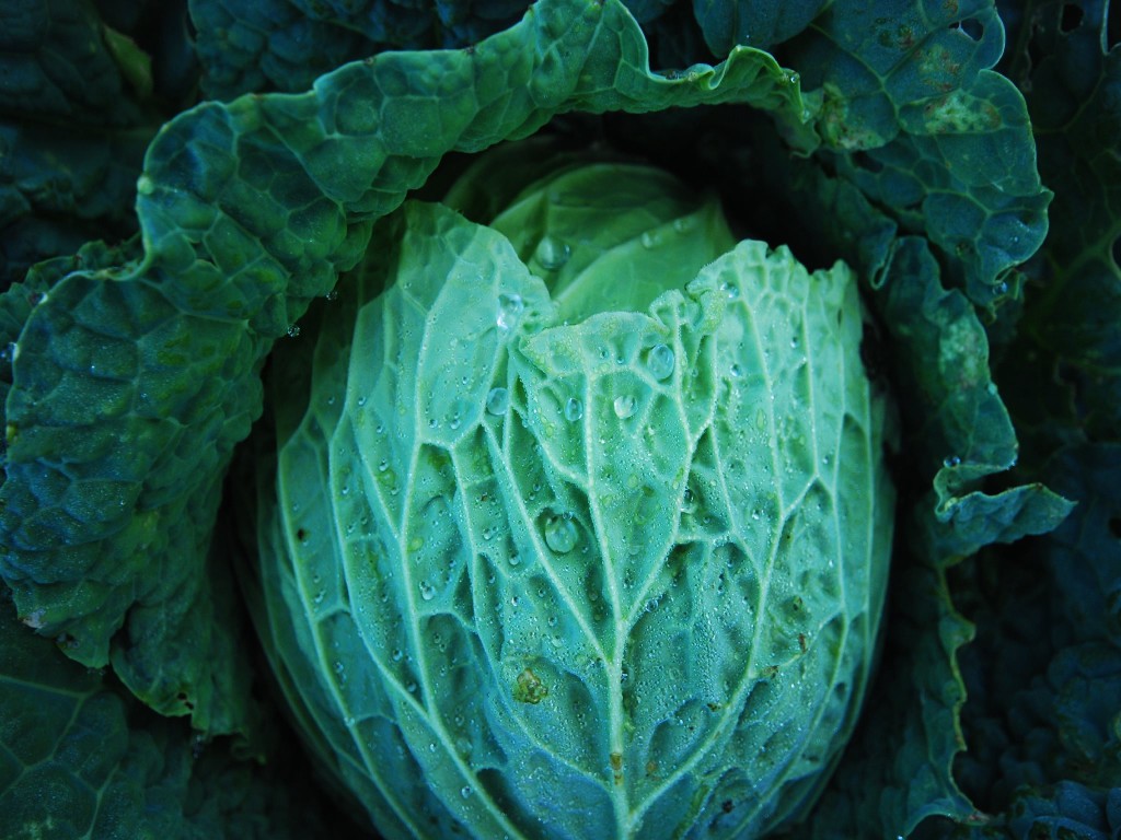Agricoltura - Verza dell'Orto