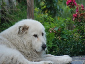 Agriturismo Al-Marnich - Animali Ammessi