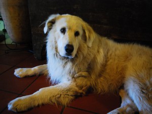 Agriturismo Al-Marnich - Animali Benvenuti