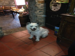 Agriturismo Al-Marnich - "Dogs Welcome"
