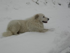 Agriturismo Al-Marnich - "Pets Welcome"...
