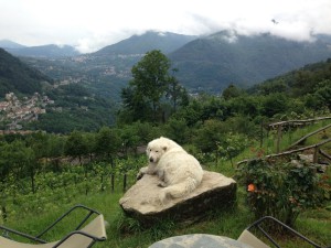 Al-Marnich - Vita da Cani...