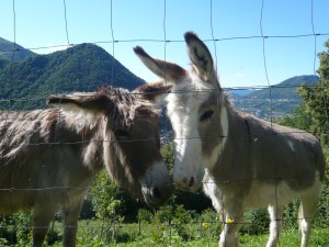 Allevamento - Asinelli da Compagnia