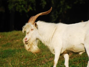 Allevamento - Il Caprone...