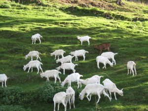 Allevamento - Le Nostre Caprette...