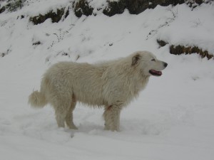 Animali - Il Cane "Tio"...