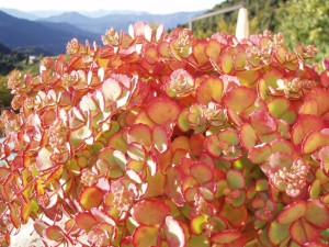 Natura - La Spettacolare Flora Estiva