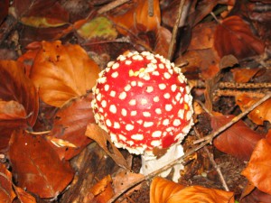 Natura Circostante - Amanita Muscaria