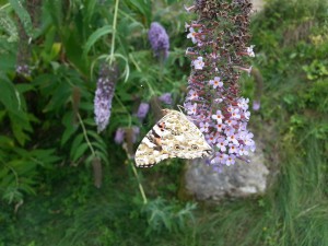 Natura Circostante - Chiusura Alare Farfalla