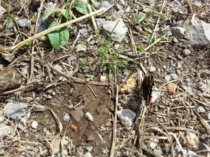 Natura Circostante - Farfalla Rara