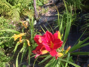 Natura Circostante - Fiori Rossi Ingresso