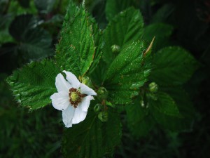 Natura Circostante - Fiori e Piante