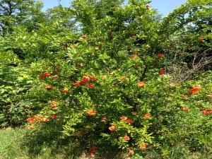 Natura Circostante - Flora Locale