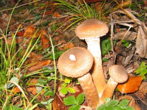 Natura Circostante - Funghetti