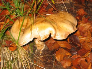 Natura Circostante - Funghi