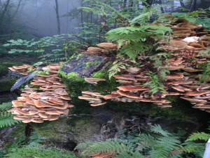 Natura Circostante - Funghi su Tronco
