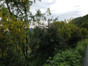 Natura Circostante - I Maggiociondoli