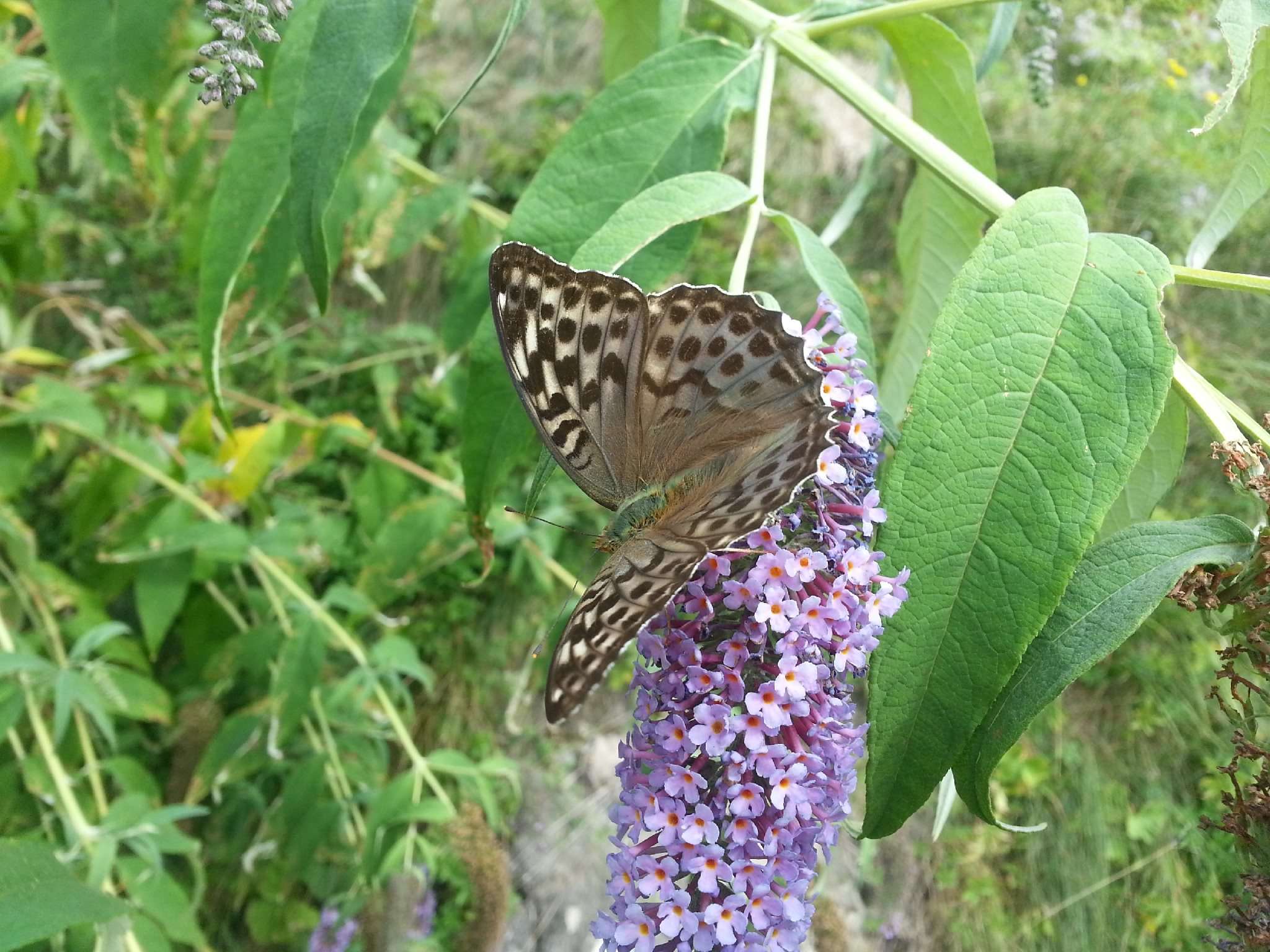 Natura Circostante - La Pianta delle Farfalle