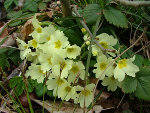 Natura Circostante - Le Primule