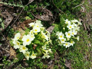 Natura Circostante - Le Primule Primaverili