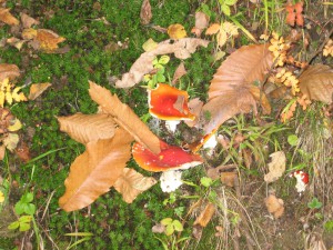 Natura Circostante - Sottobosco Autunnale