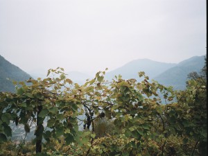 Prodotti Agricoli - Uva Fragola