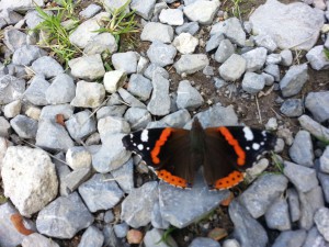Natura Circostante Farfalla Autunnale