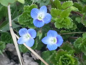 Natura Circostante - Bucaneve Primaverili