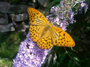 Al-Marnich - Farfalla a Pois