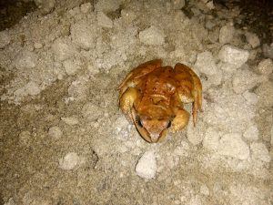 Al Marnich Fauna Locale Un Simpatico Rospo Rosso 2020