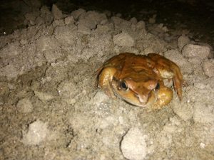 Al Marnich Fauna Locale Un Simpatico Rospo Rosso