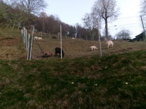 (Italiano) Al-Marnich - Le Caprette al Pascolo