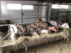 Al-Marnich - Le Nostre Caprette in Stalla