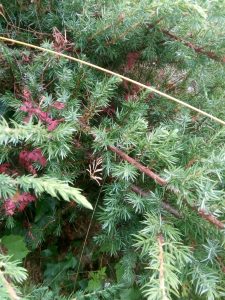 Al-Marnich - Natura Esterna - Farfalla Notturna