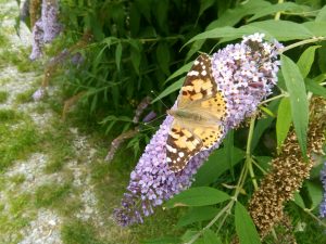 Al-Marnich - Natura Esterna - Farfalle