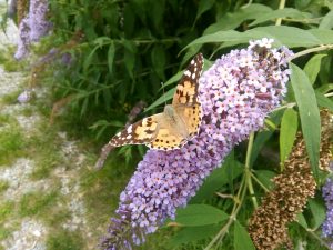 Al-Marnich - Natura Esterna - Farfalle Variopinte