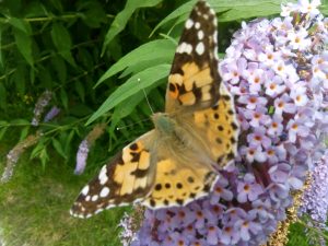 (Italiano) Al-Marnich - Natura Esterna - Zoom Farfalla Variopinta