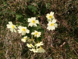 Al Marnich Natura Incontaminata Primule Marzo 2020