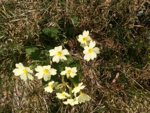 Al Marnich Natura Incontaminata Primule Marzo - Lake Como Farm Stay - Al-Marnich Farm Stay Lake Como