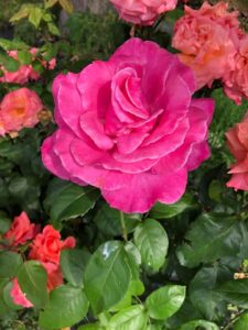Al-Marnich - Le nostre rose