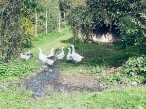 Agriturismo Sostenibile Lago di Como: Benessere Animale