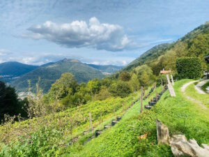 Agriturismo Sostenibile Como: Agricoltura Tradizionale