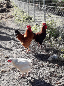 Al-Marnich - Allevamento Galline Felici