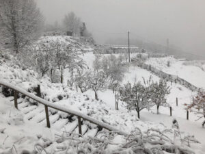 Al-Marnich - Grande Nevicata 2020