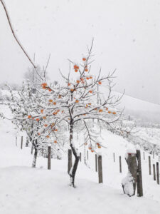 Al-Marnich - Nevicata Dicembre 2020