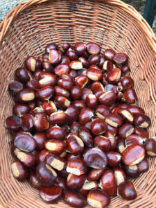 Al-Marnich - Raccolta Castagne